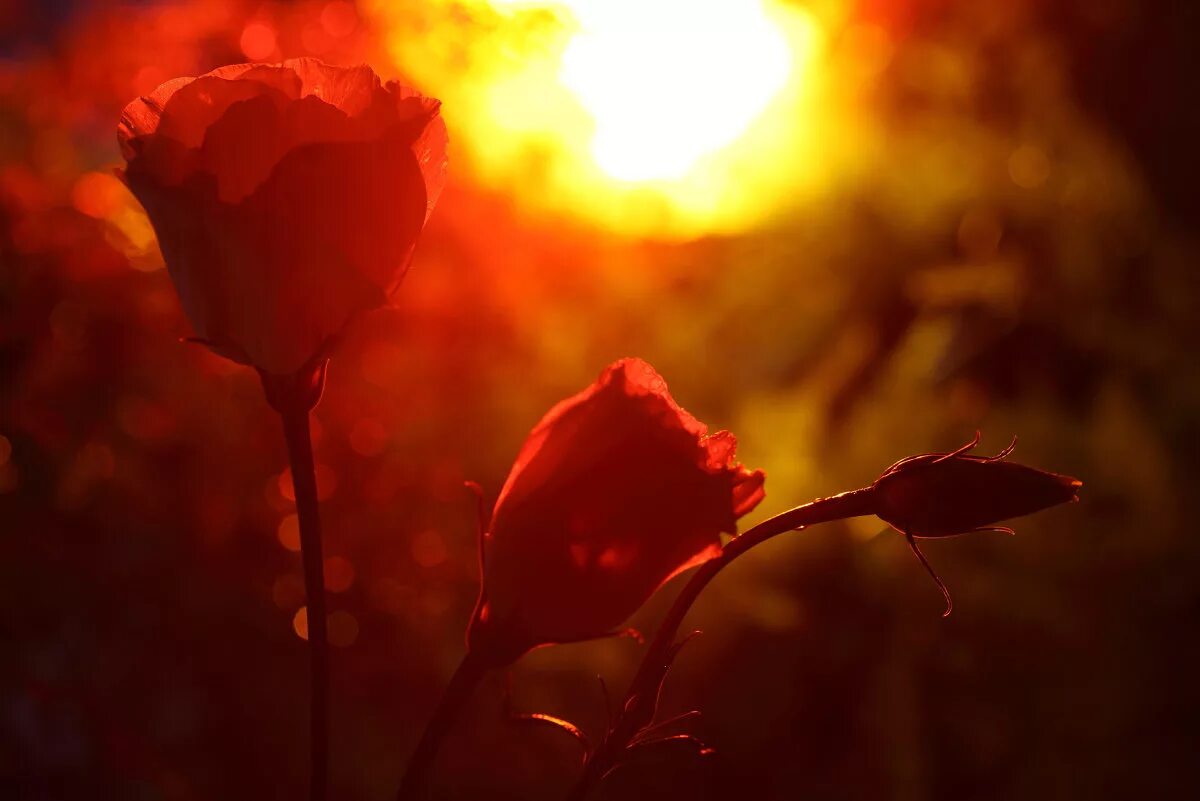Розы света песня. Цветы на закате солнца. Цветы в лучах солнца. Цветы на рассвете.