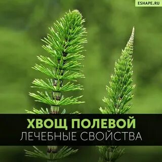 Хвощ полевой лечебные