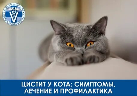 Рандом кот