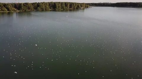 Купавна бисерово