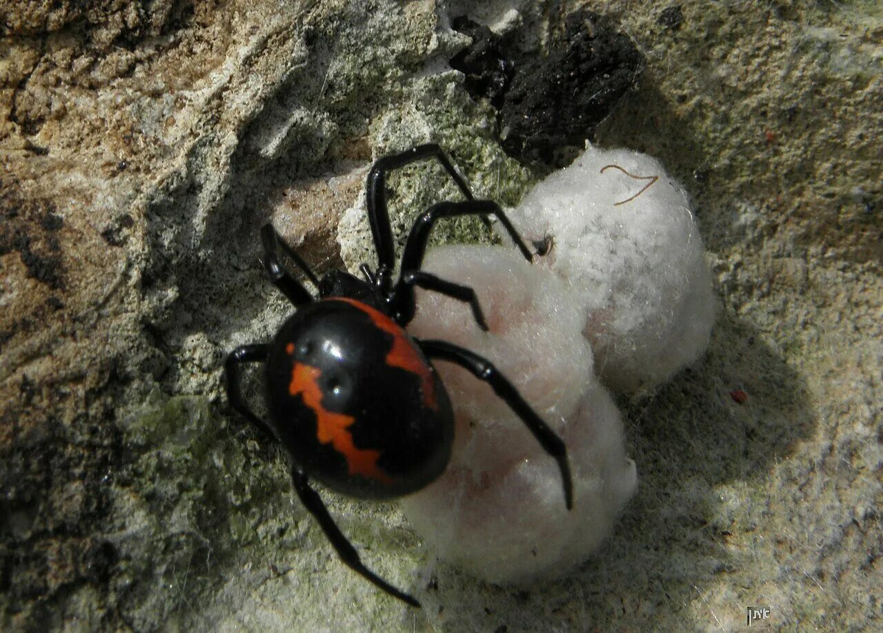 Паук Steatoda paykulliana. Ложный Каракурт Steatoda paykulliana. Ложный Каракурт стеатода Гросса. Стеатода Пайкулля. Ложная вдова