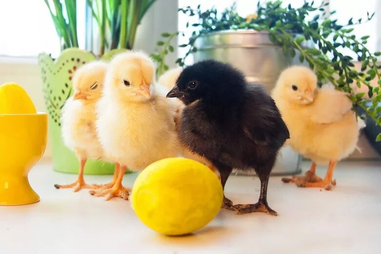 Питание будущего цыпленка. Желтый цыпленок. Черный и желтый цыпленок. Черно желтый цыпленок. Цыпленок черный с белым.