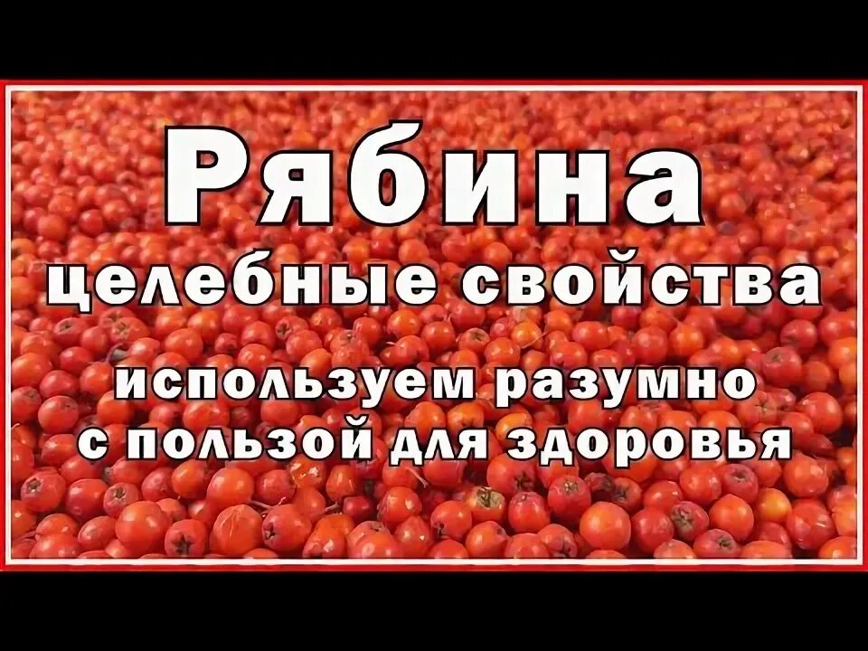 Рябинке по составу 3. Красная рябина в лечении печени отзывы.