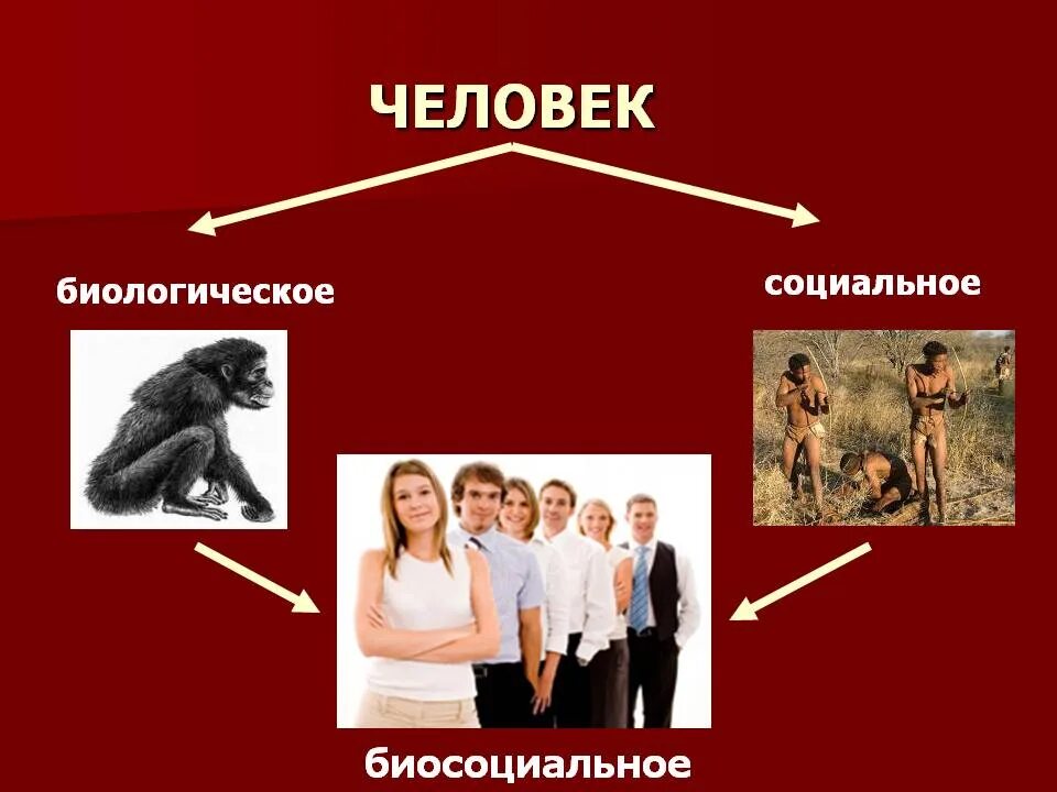 Что означает биосоциальное существо. Человек биосоциальное и социальное существо. Биологическое и социальное в человеке. Человек биологическое существо и социальное существо. Биологическая и социальная природа человека.