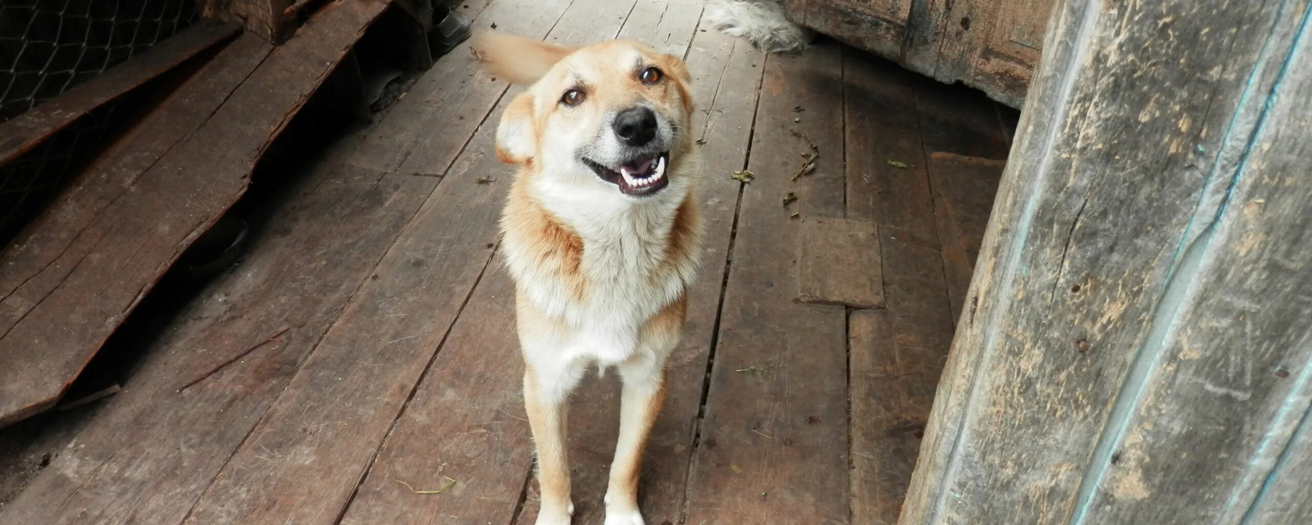 Dog village. Сельская собака. Деревенский пес. Собака в деревне. Собака под столом.