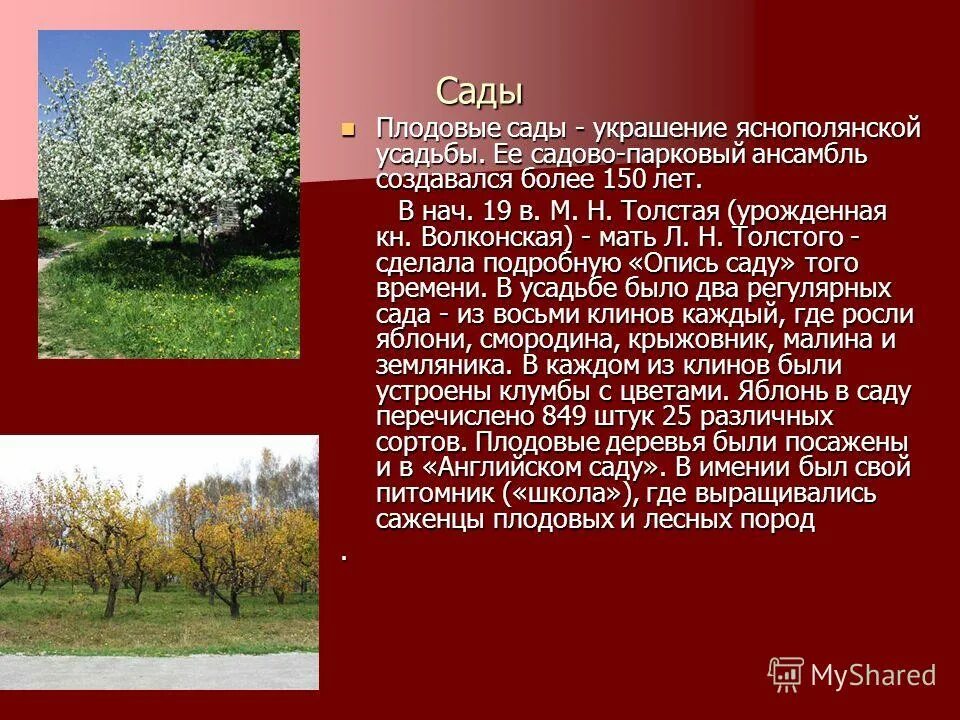 в преклонном саду яснополянской усадьбы толстого