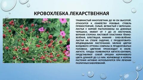 Кровохлебка инструкция