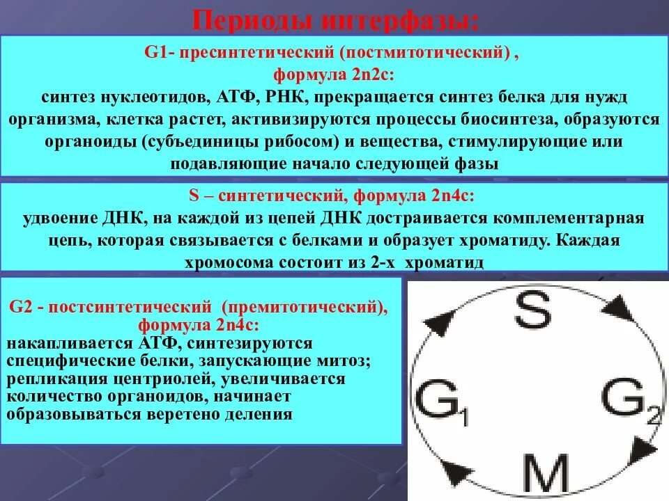 Постмитотический период. Процессы в постсинтетический период интерфазы. Премиотическиц период интерфазы. Постмитотический период основные процессы. 3 этапа интерфазы