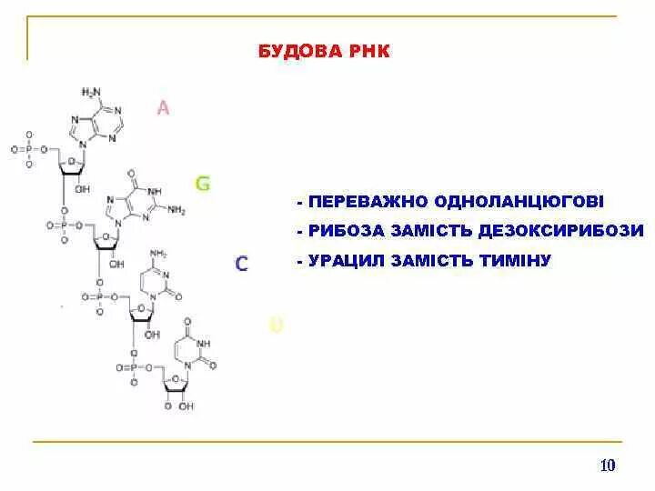 Рнк тимин урацил. Урацил в РНК. Рибоза в РНК. РНК рибоза и урацил. Урацил РНК формула.