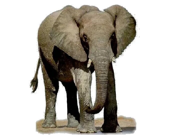 Elephant перевод. Слон для детей. Слон карточка. Слон карточка для детей. Фотография слона.