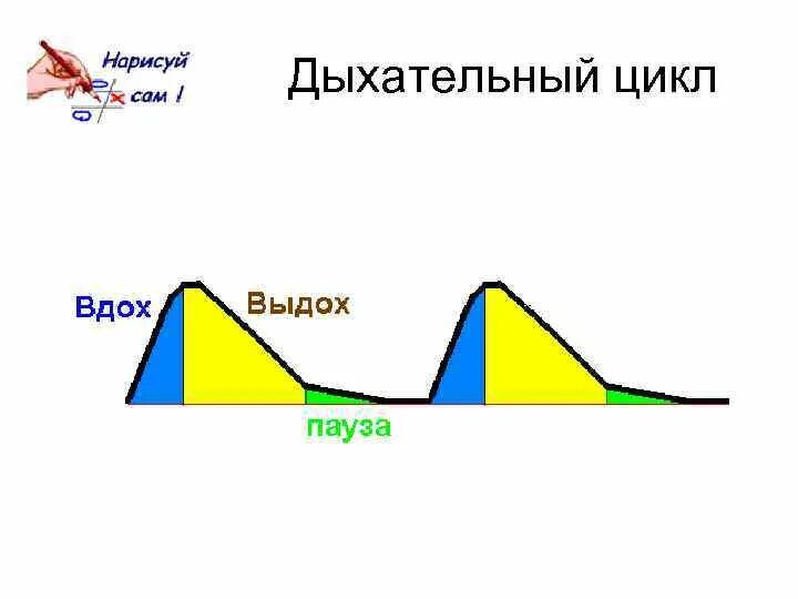 Длительность фазы выдоха. Дыхательный цикл схема. понятие дыхательного цикла. фазы дыхательного цикла.