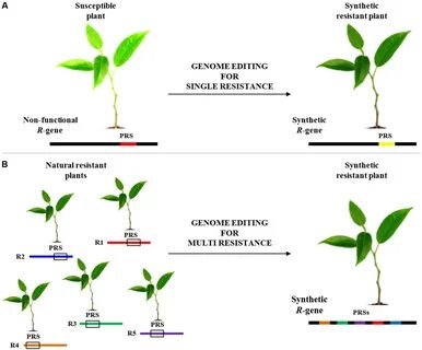 Plant resistance