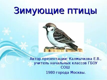Презентация птицы детский сад