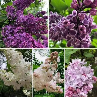 Сирень сорта с фото и названиями