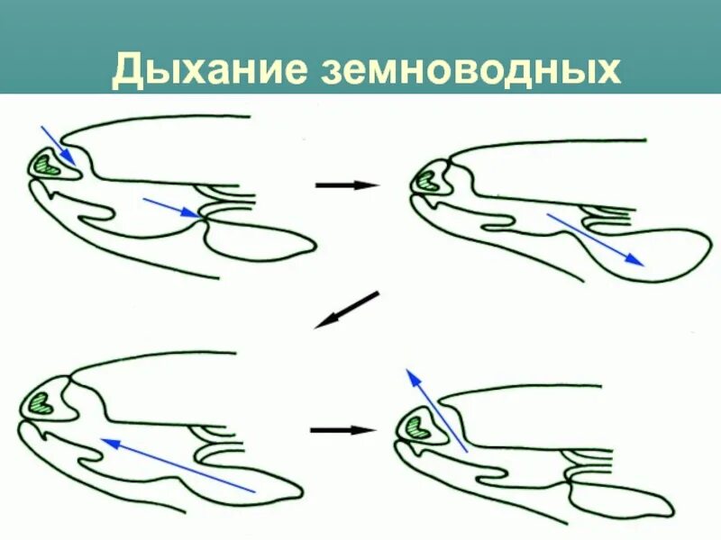 Функции дыхания у взрослых земноводных. Дыхание земноводных. Органы дыхания земноводных. Дыхание амфибий. Механизм дыхания амфибий.