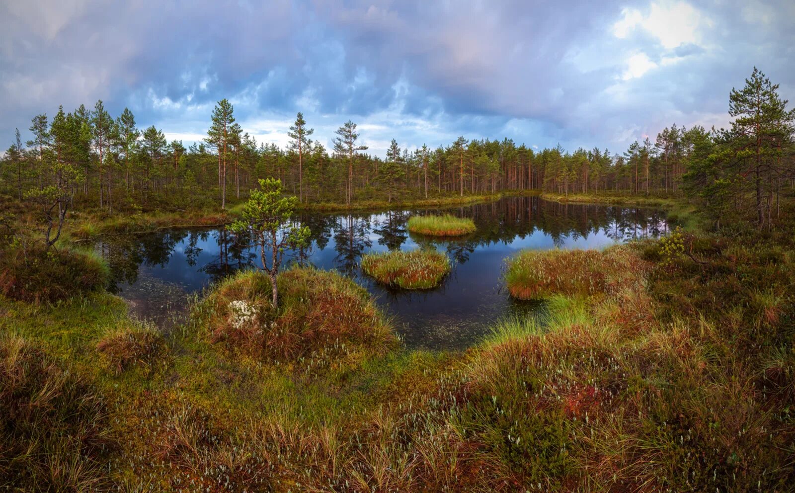 Озерно болотные. Тахтинское болото. Топкие болота Ленинградской области. Заказник болото Ламмин-Суо. Мавринское болото.