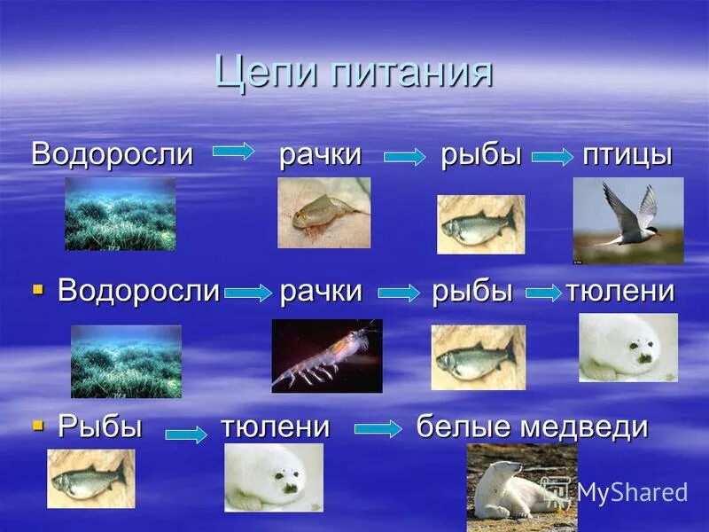 Цепь питания водоросли рыба. Круговорот веществ в водоеме. Цепь питания рыб. Цепь питания водоросли рыба. Обитатели водной толщи.