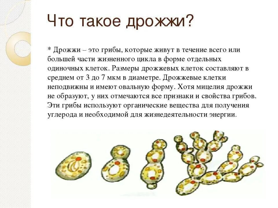 Дрожжи описание гриба. Грибница одноклеточных грибов. Дрожжи биология. Дрожжи это в биологии 5 класс кратко. Признаки одноклеточных грибов