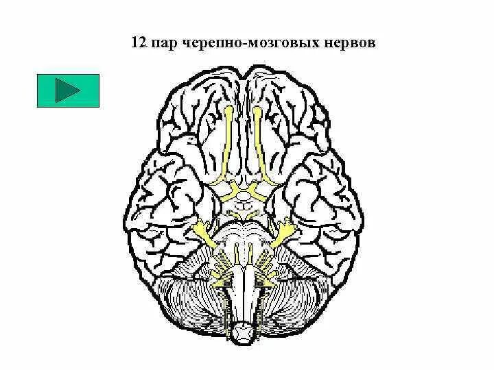 Черепные нервы ствола. Ствол мозга ЧМН. Черепно мозговые нервы. 12 Пар черепно мозговых. Физиология, 12 черепно-мозговых нервов.