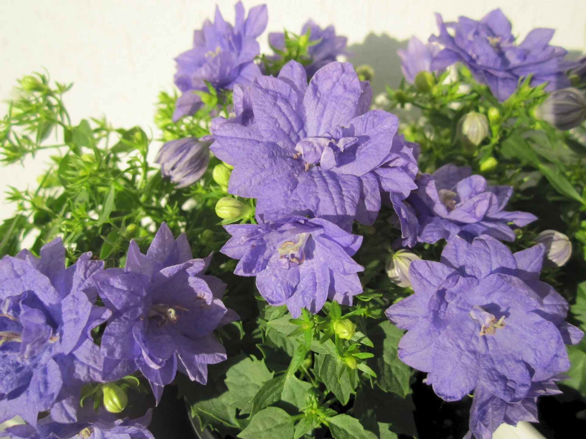 цветок кампанула жених и невеста. кампанелла невеста цветок. кампанула белая ампельная. кампанула жених и невеста семена. кампанула жених и невеста семена.