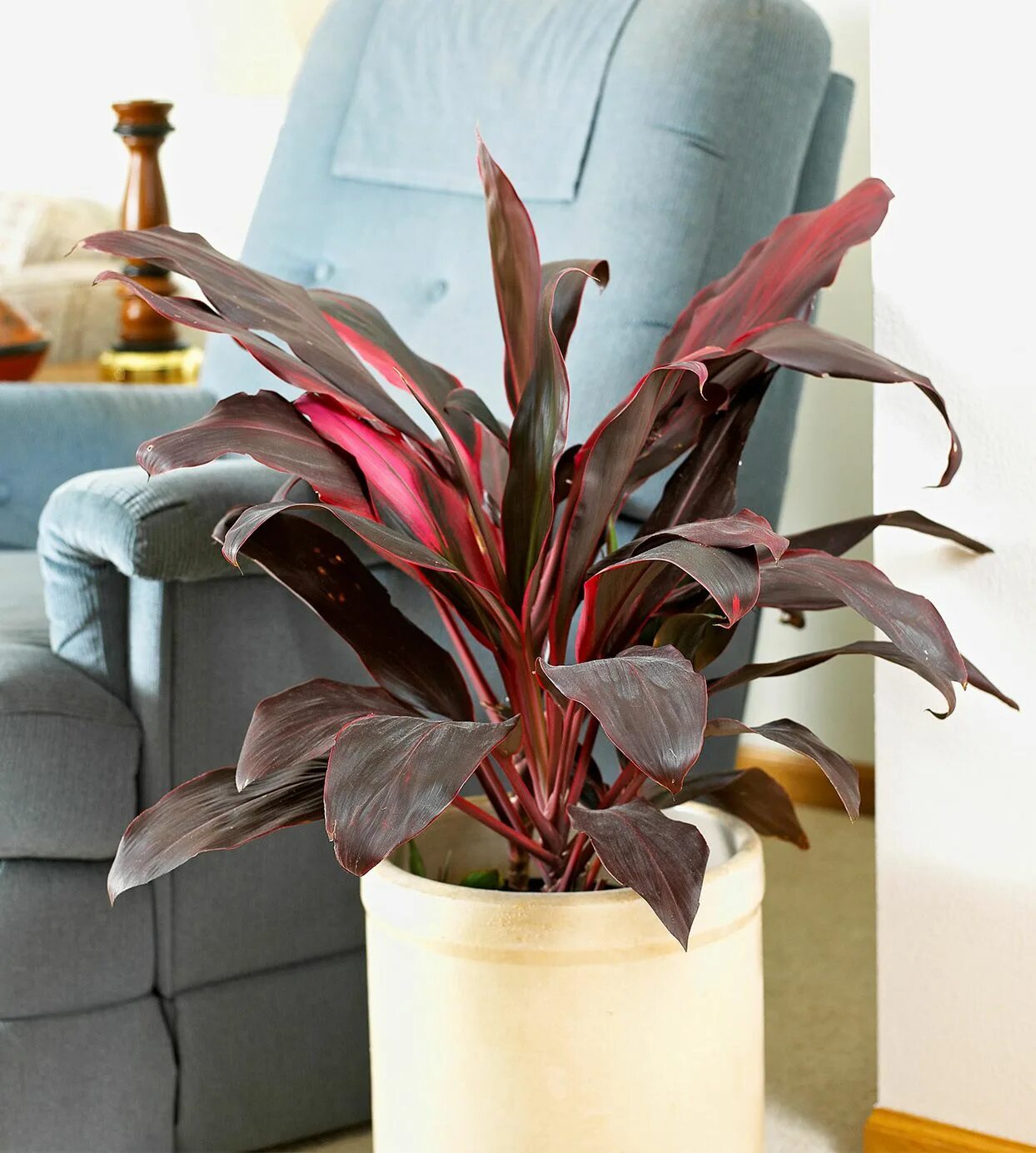 Как называется цветок бордовый лист. Кордилина фрутикоза. Кордилина кустарниковая. Кордилина верхушечная. Фикус Кордилина.