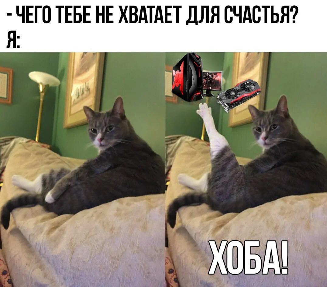 толстый неуклюжий кот. хоба мем. кот хоб. прикольные кошки. кот хоб.