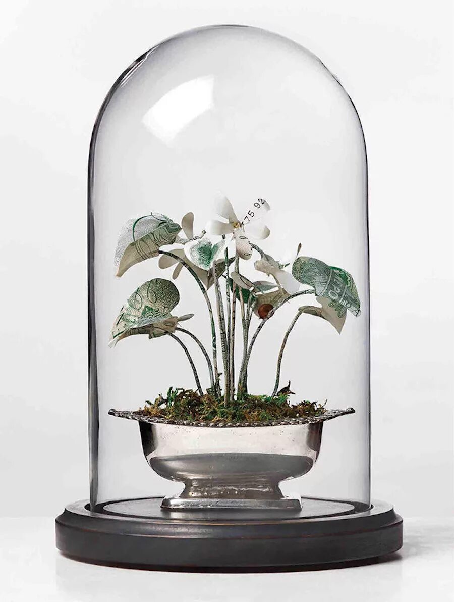 Под колпаком отзывы. Растение под стеклянным колпаком. Растение под стеклянным куполом. Цветок под куполом. Стеклянный колпак.