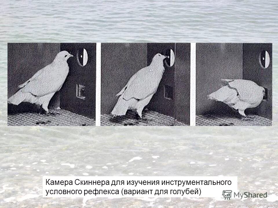 Ящик скинера. Беррес скиннер. Ящик скинера. Ящик скинера. Крыса в скиннеровском ящике.