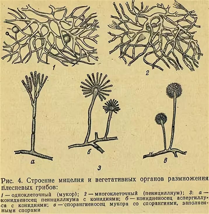 Мицелий плесневых грибов. Плесневые грибы мицелий. Строение грибницы мицелия. Грибы строение размножение плесневелые. Вегетативный мицелий грибов