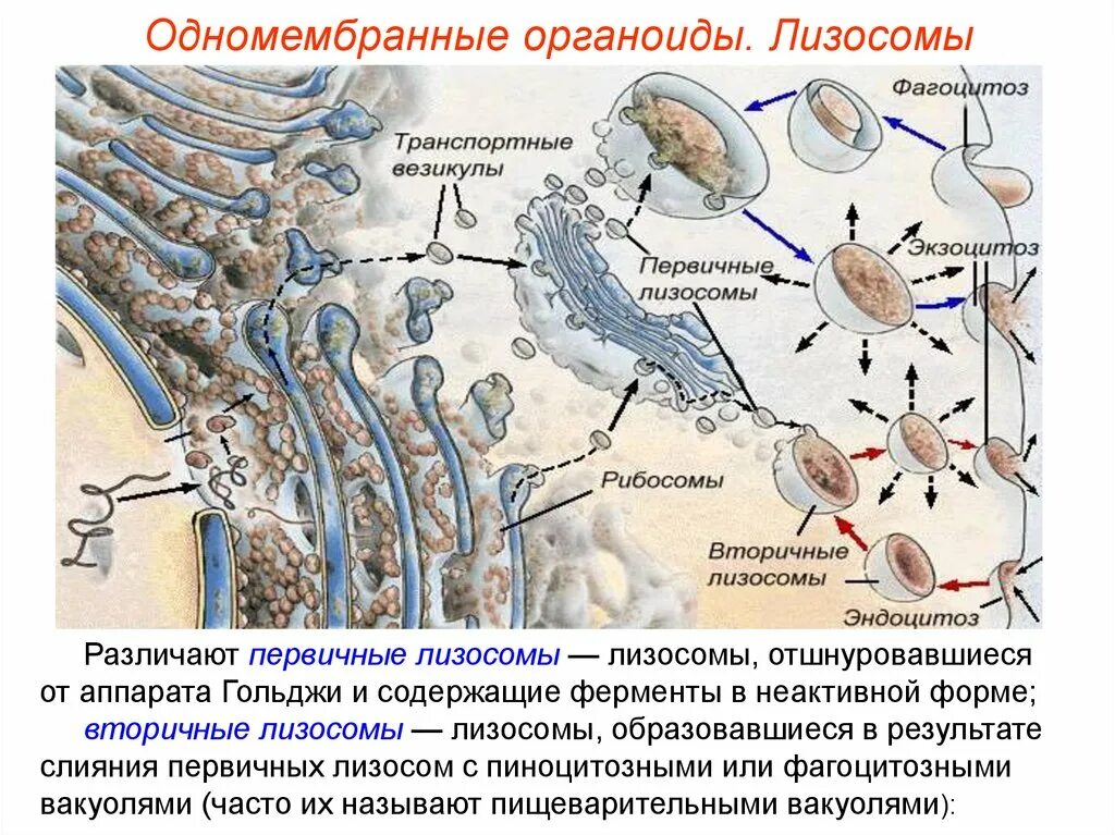 Образование лизосом происходит в. Аппарат Гольджи лизосомы 10 класс. Комплекс (аппарат) Гольджи (одномембранный. Экзоцитоз аппарат Гольджи. Органоиды клетки аппарат Гольджи.