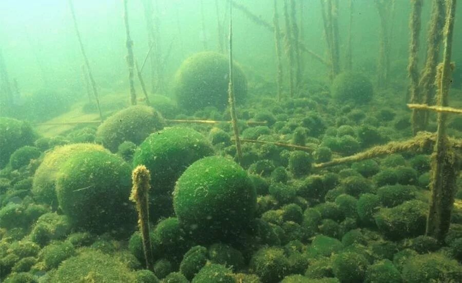 Водоросли освоили среду обитания. Мосс шары водоросли.