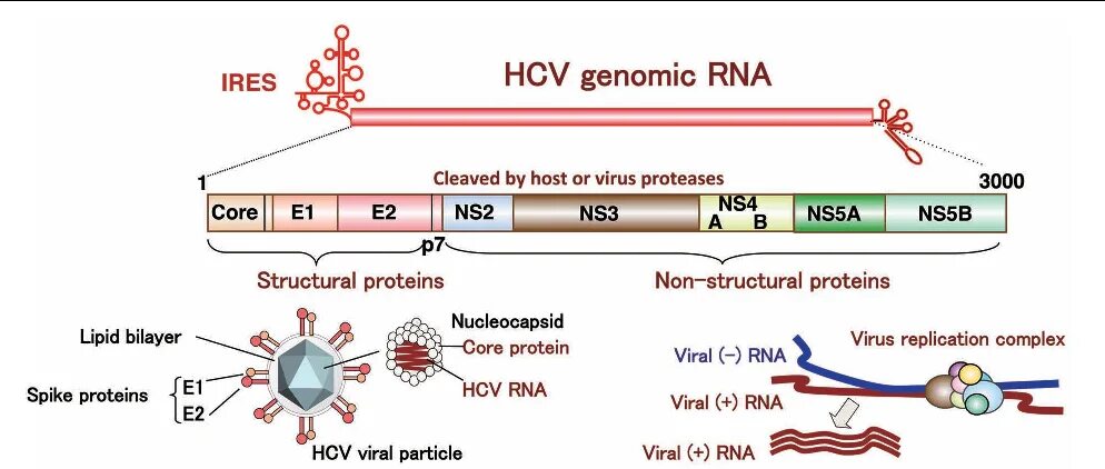 HCV RNA положительный. АТ К ns2, ns4, ns3, ns5. Антитела Core к гепатиту. At к HCV Core IGG+IGM. Кровь hbs hcv