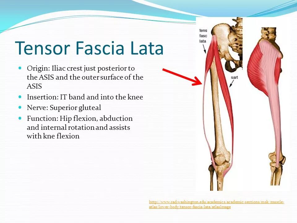 Собственная фасция бедра. Iliotibial_Band_Tensor_fascia_lata. Musculus Tensor fasciae Latae. Тензор мышца. Тензор широкой фасции.