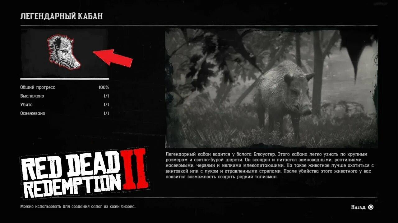 Легендарные шкуры rdr2. Шкура легендарного кабана rdr 2. Ред дед редемпшен 2 легендарный кабан. РДР 2 легендарный кабан на карте.