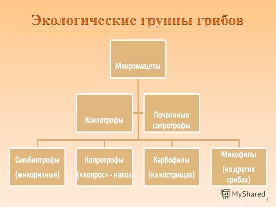 Природная группа. Экологические группы грибов. Экологические группы грибов таблица. Классификация грибов по экологическим группам. Перечислите экологические группы грибов.