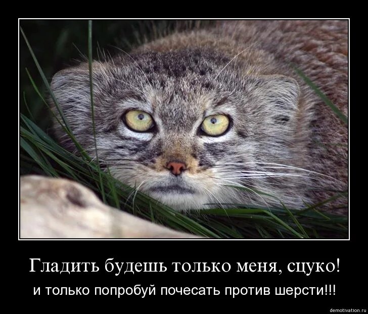 Гладить кота против шерсти. Против шерсти. настроение поглажена против шерсти. погладить кота против шерсти. погладить против шерсти значение фразеологизма.