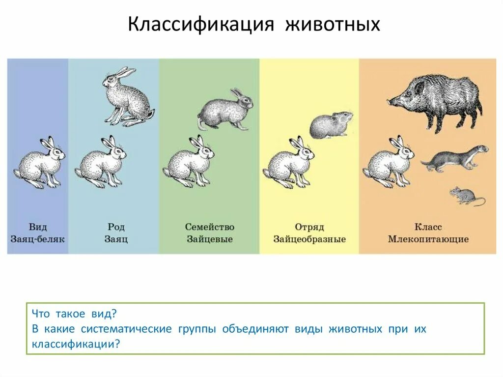 Количество общий видов животных. Классы животных. Класс животные. Классификация зверей. Типы классы отряды животных.