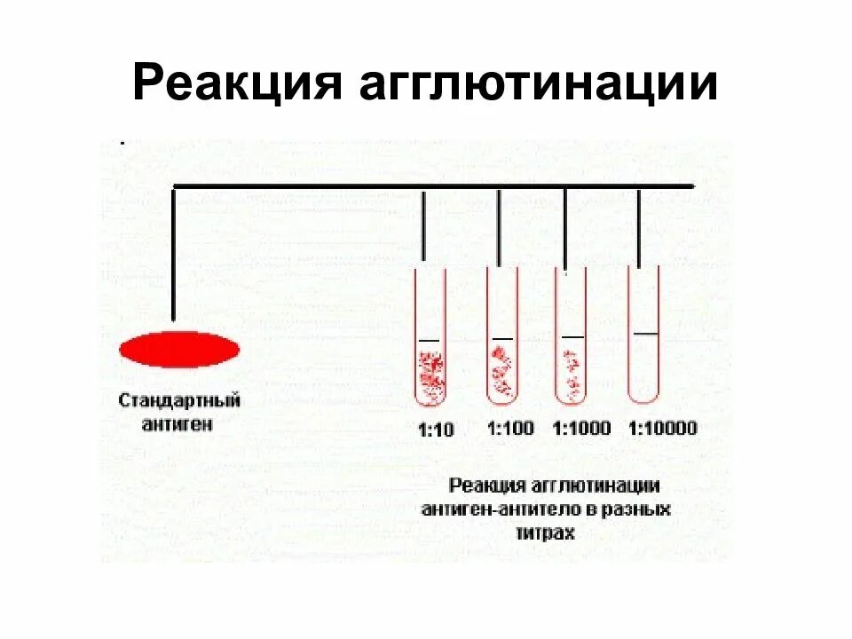 Методы реакции агглютинации. Серологические методы реакция агглютинации. Серологические исследования реакции агглютинации. Серологический метод исследования реакции агглютинации. Диагностическая реакция агглютинации.