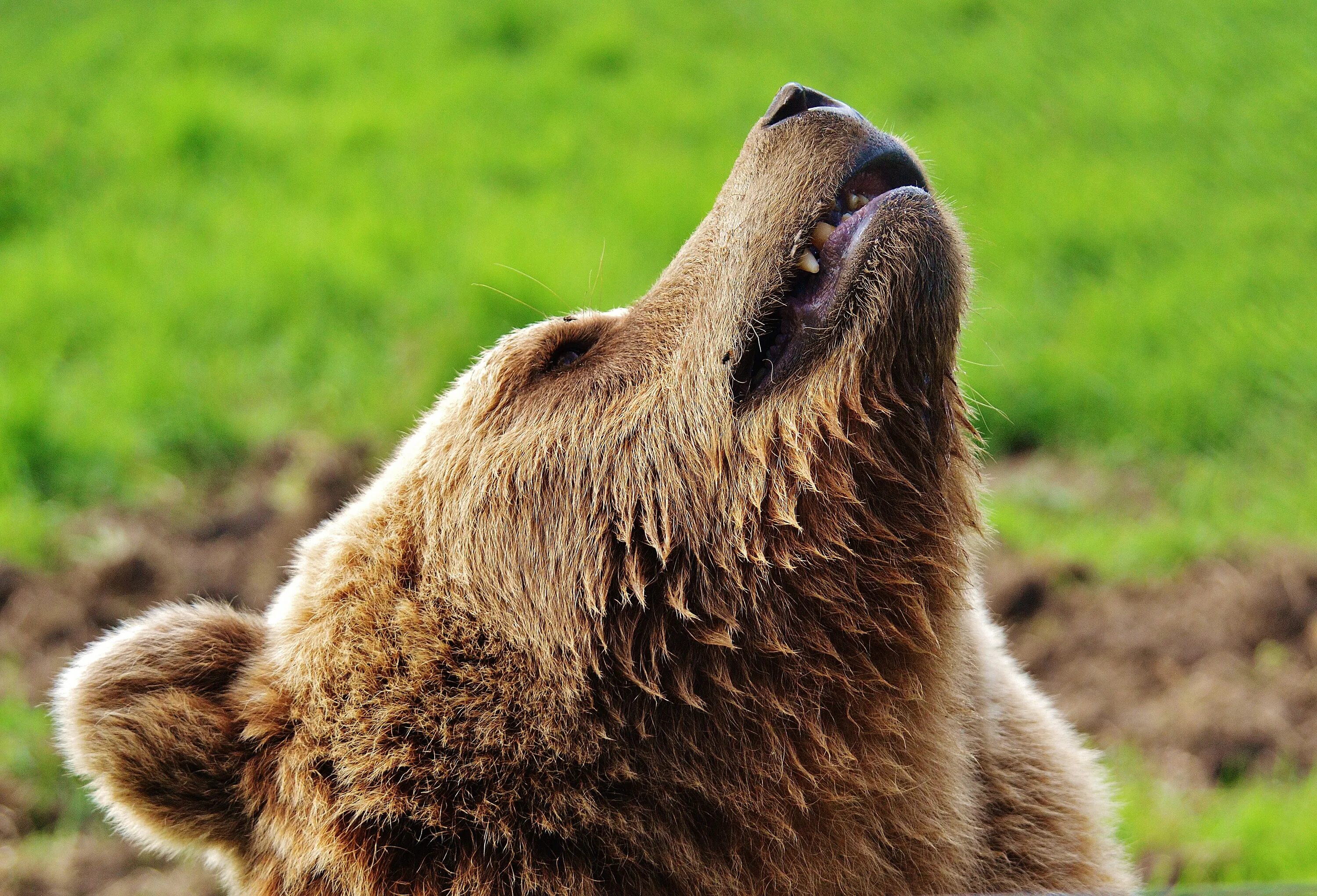 Медведь Гризли. European Brown Bear. Бурый медведь. Нос бурого медведя.