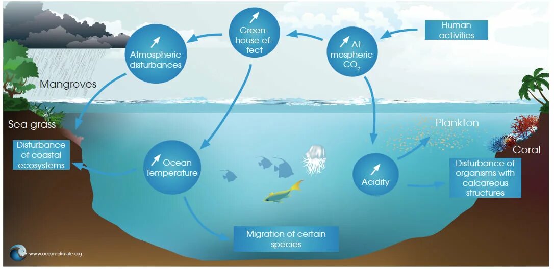 Открытый океан экосистема. Mangrove ecosystems. Экосистема открытый океан спасибо за внимание. Marine ecosystem. Effect o