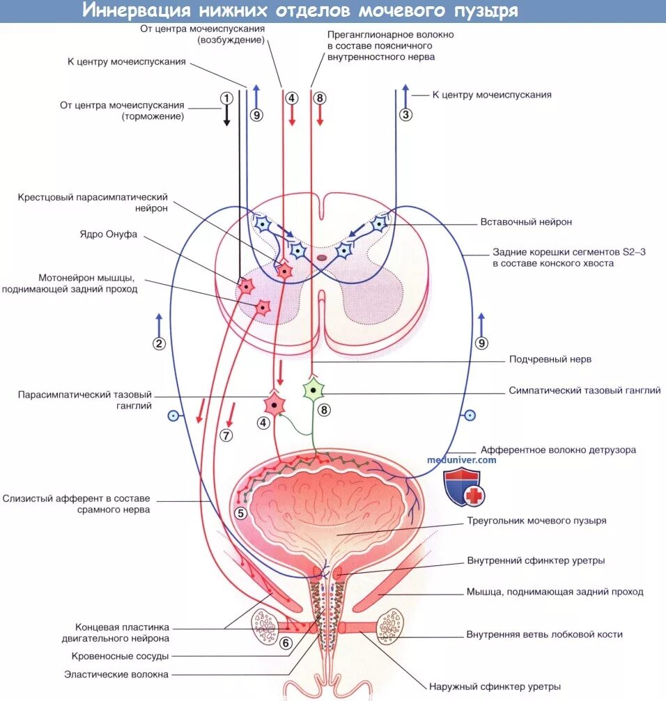 Иннервация мочевого пузыря схема. Иннервация мочеиспускательного канала анатомия. Мочевой пузырь анатомия схема. Иннервация мочевого пузыря анатомия. Нервы мочеиспускание