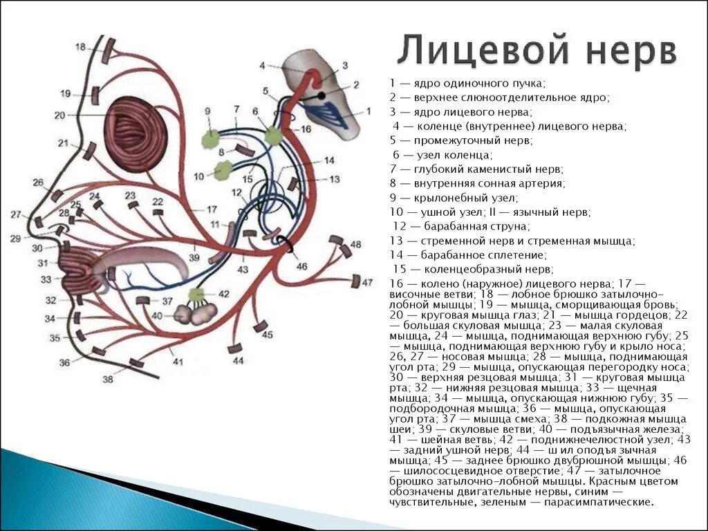 Лицевой нерв схема строения. Лицевой нерв неврология схема. Топография лицевого нерва схема. Схема иннервации лицевого нерва.