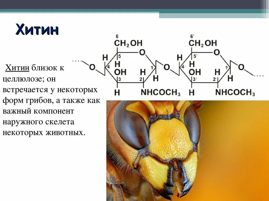 А также некоторыми формами. Строение хитина формула. Хитин строение и функции. Хитин формула химическая. Хитин синтетаза.