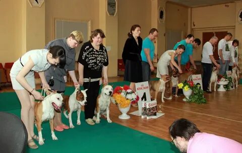 Питомник золотой ангел