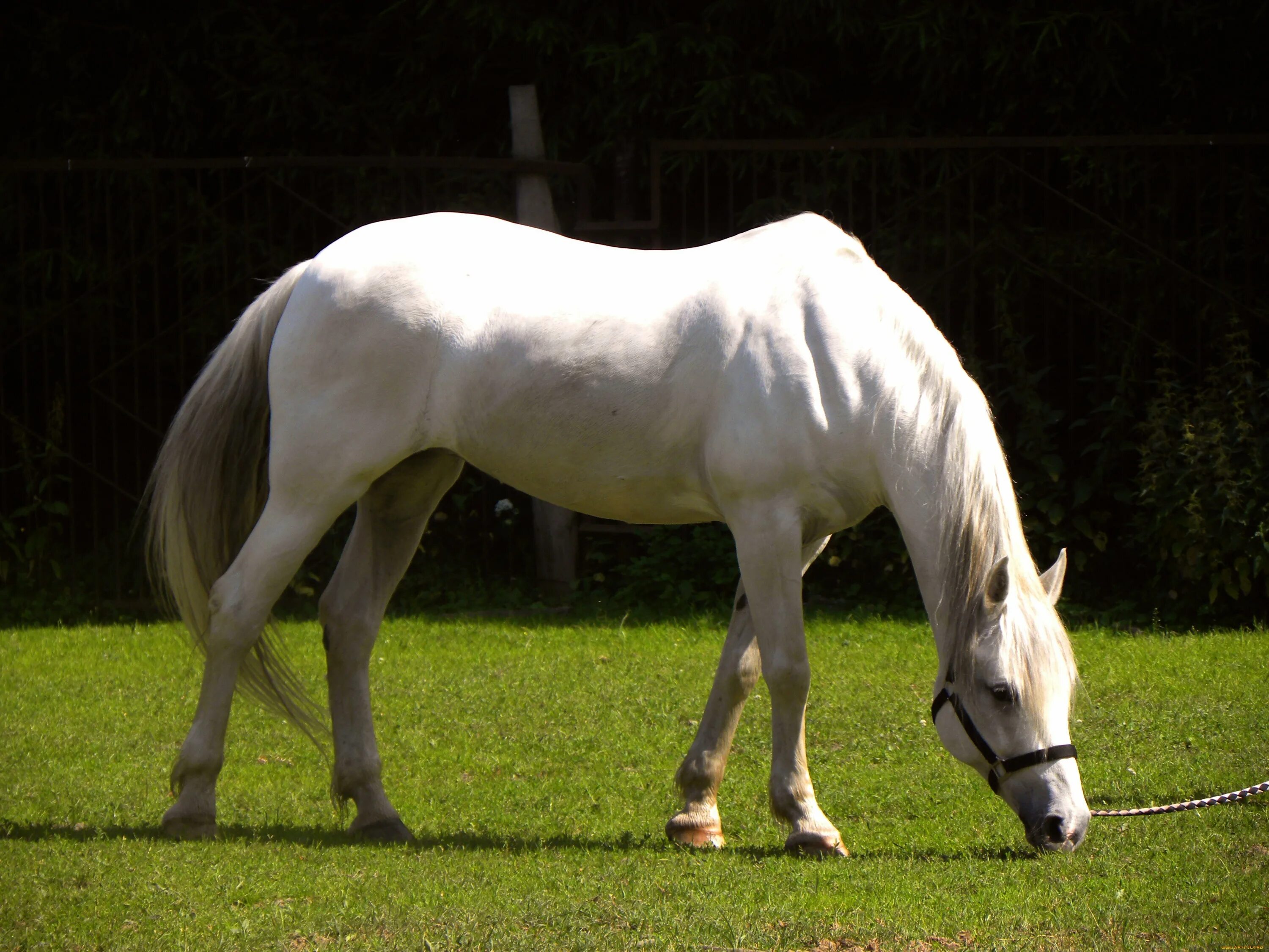 Липицианская порода лошадей. Белая масть лошади. Туркменские лошади Ахалтекинцы. Белая кобыла.