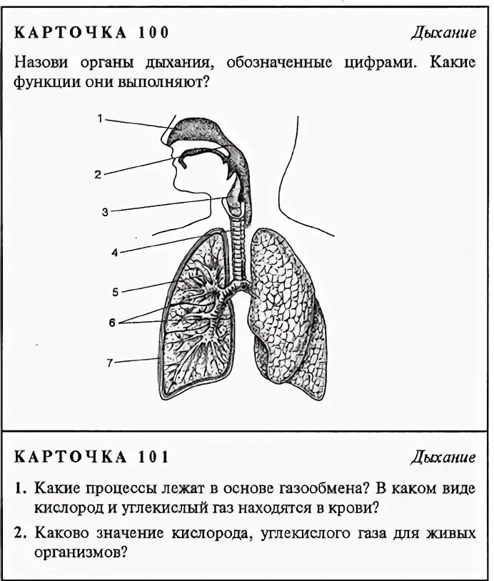 Тест по дыханию 8 класс