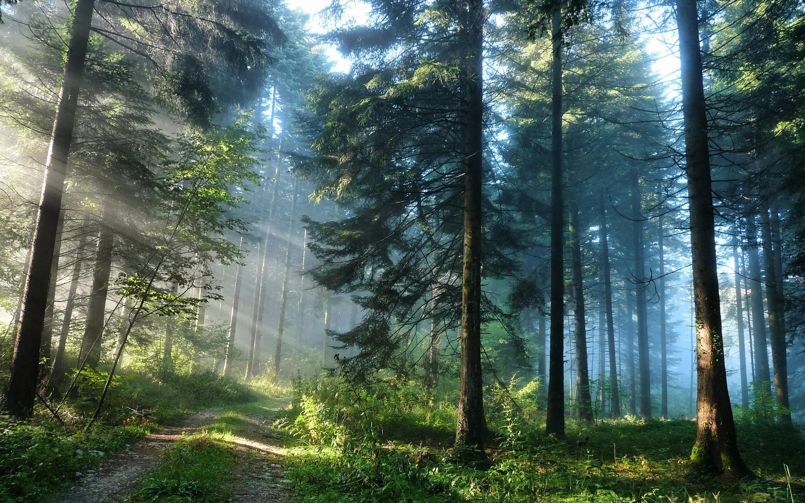 Беловежская пуща туманный лес. Красивый лес. Пейзаж лес. Красивые леса.