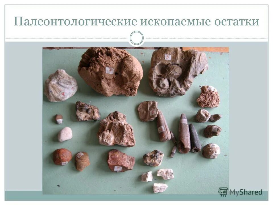 Палеонтологический метод определения. Палеонтологический метод определения