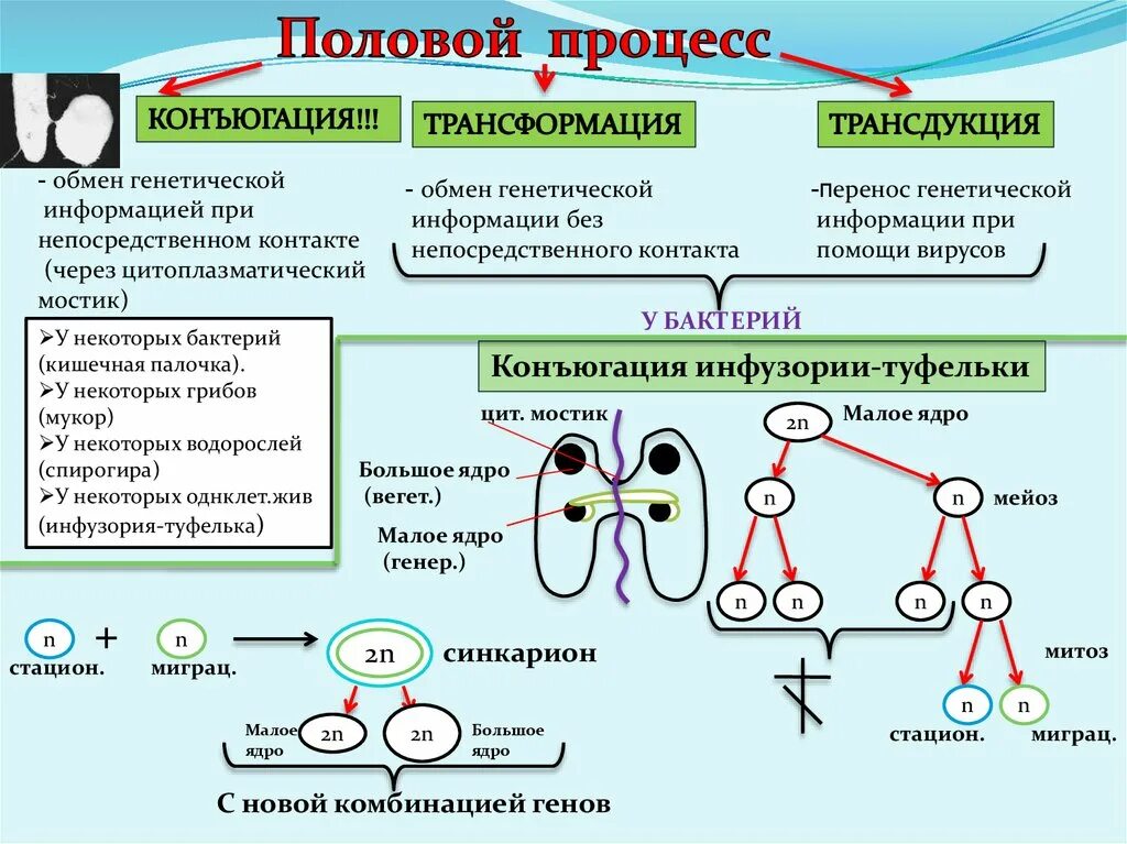 Появление мутаций при половом размножении. Половые способы размножения бактерий. Размножение бактерий трансформация трансдукция. Половой процесс у бактерий. Типы полового процесса.