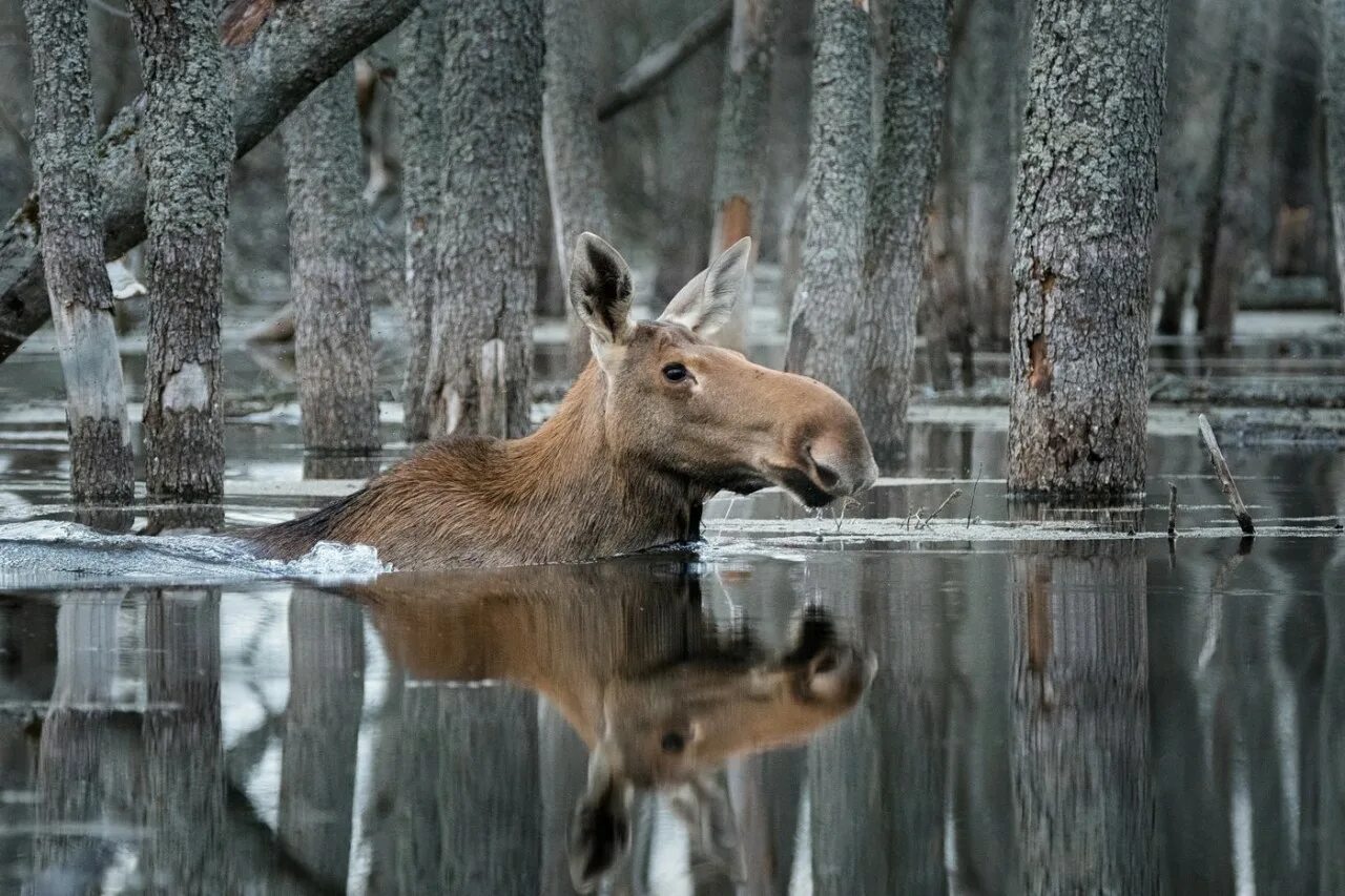 Bbc дика природа. Дикая природа России 2019 National Geographic. National Geographic Дикая природа. Дикие звери в природе.